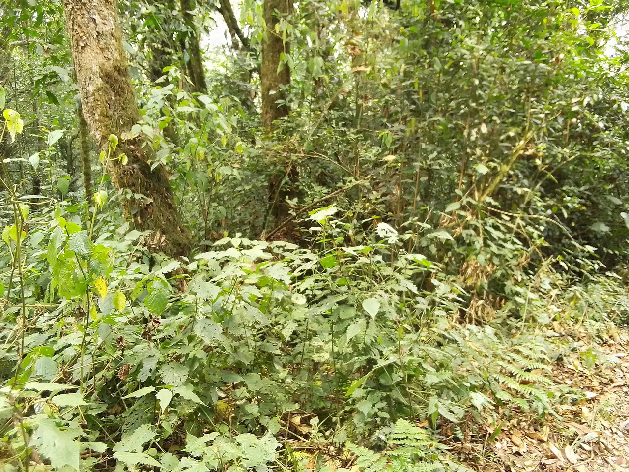 Kibira National Park