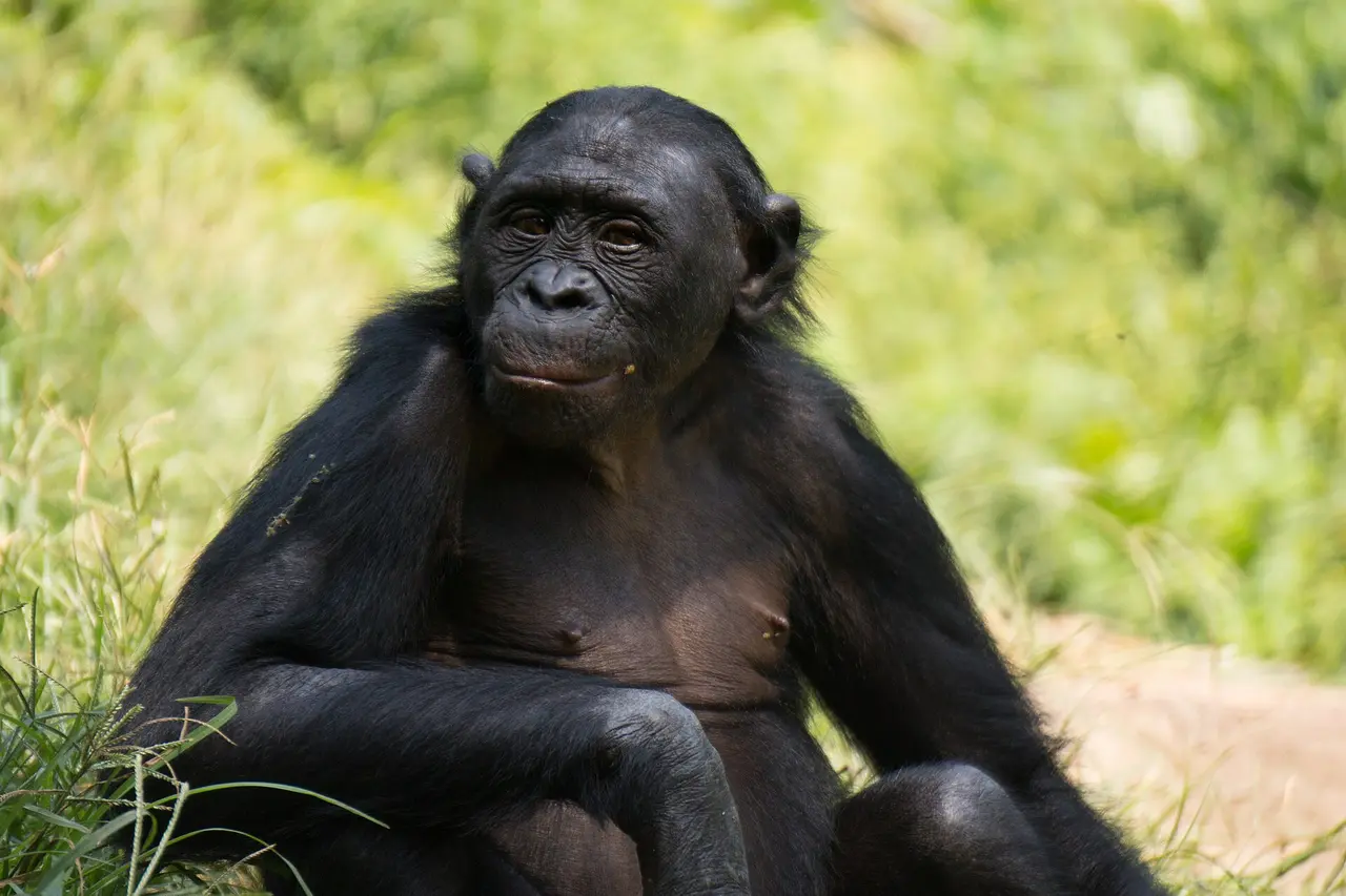 A bonobo at Lola ya Bonobo