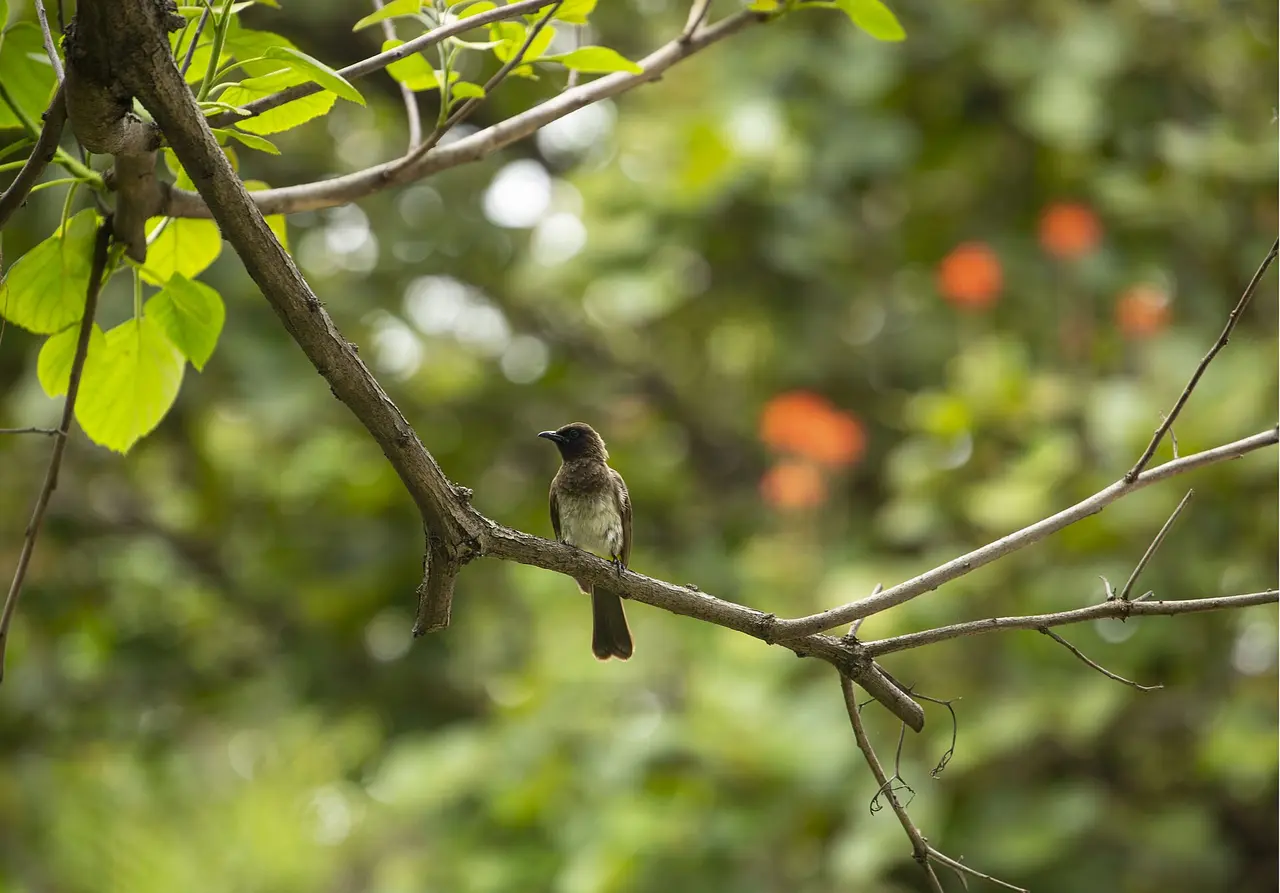 Birds on Tchegera Island