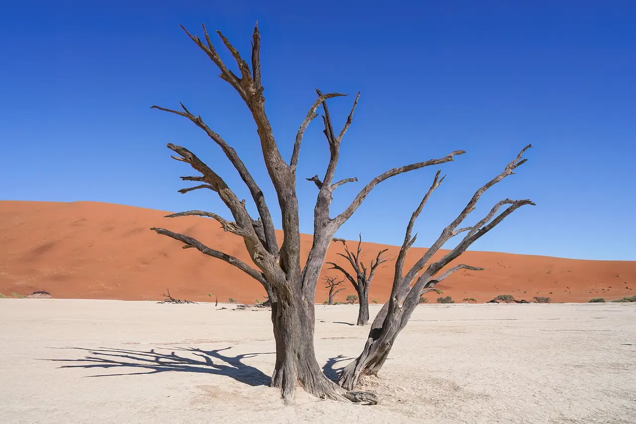 Dead camel thorn trees in Deadvlei