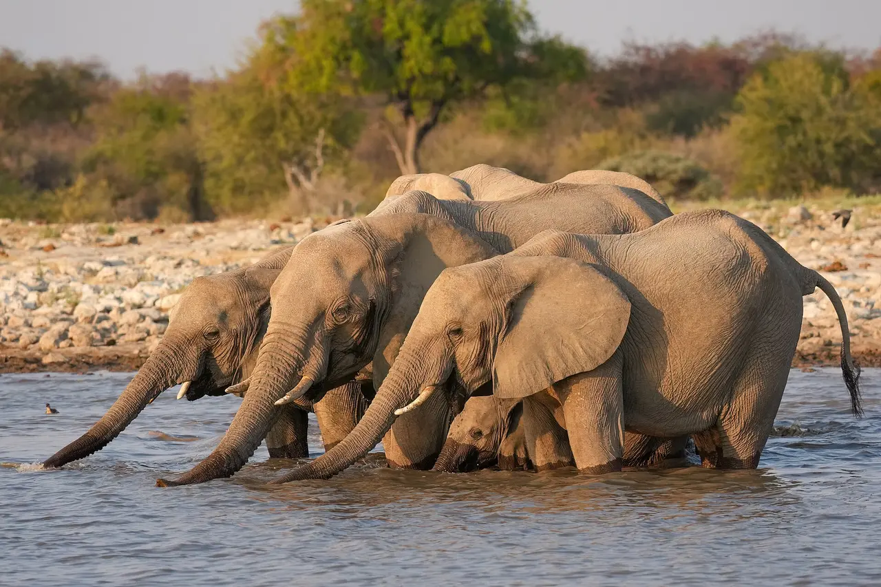 Elephants drinking in Etosha