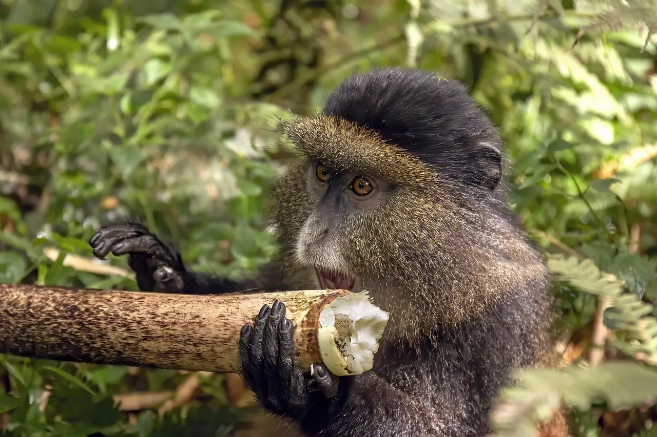 A golden monkey in Volcanoes National Park