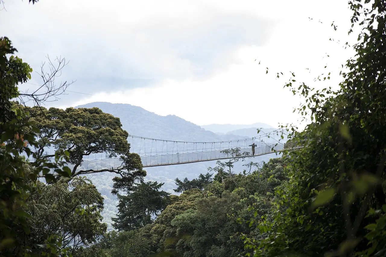 The canopy walk in Nyungwe Forest