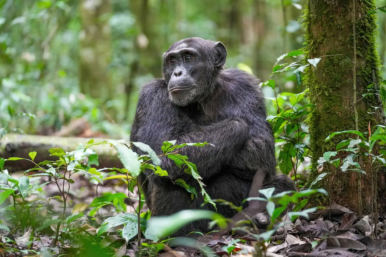 A chimpanzee in Kibale Forest