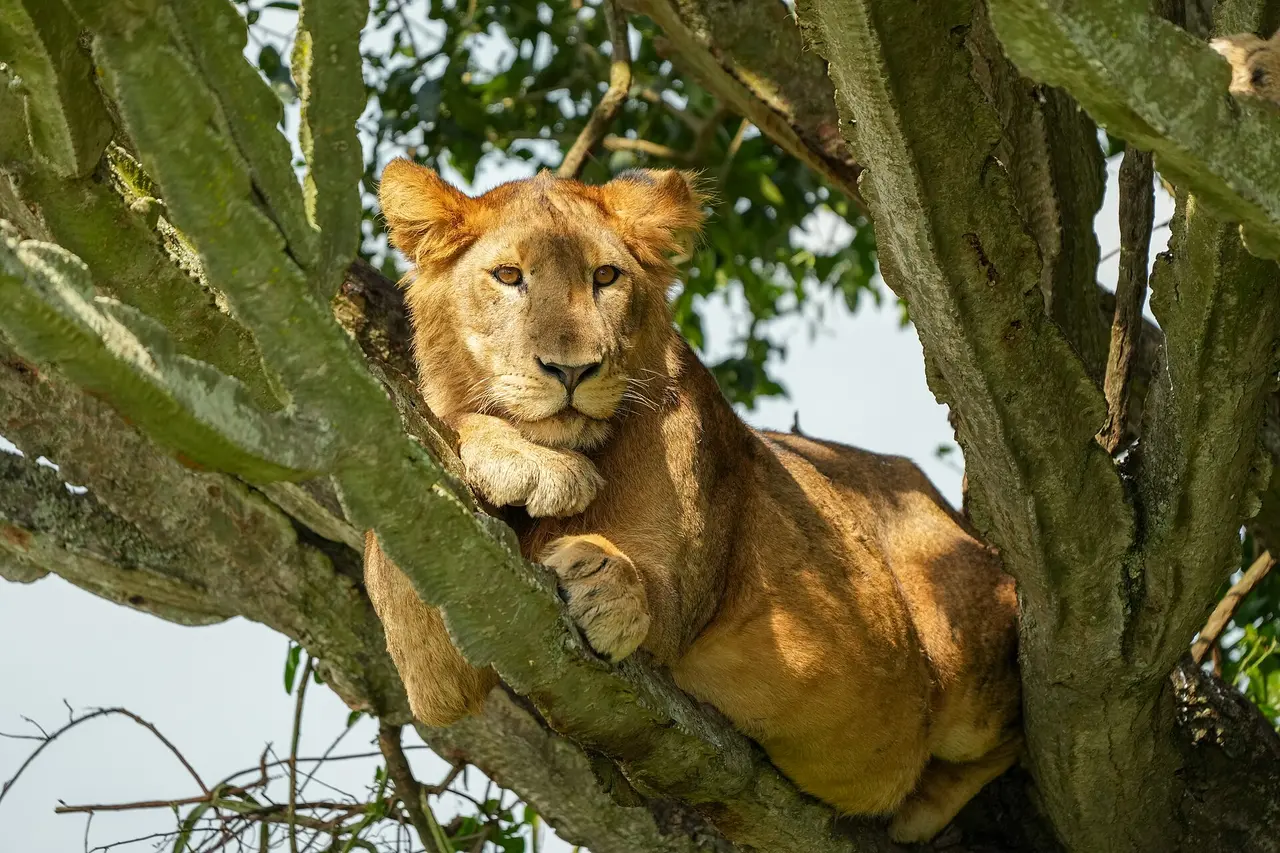 A lion resting in a tree in Queen Elizabeth