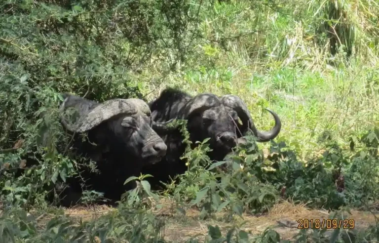 African-Buffalo-www.kuwa-huru