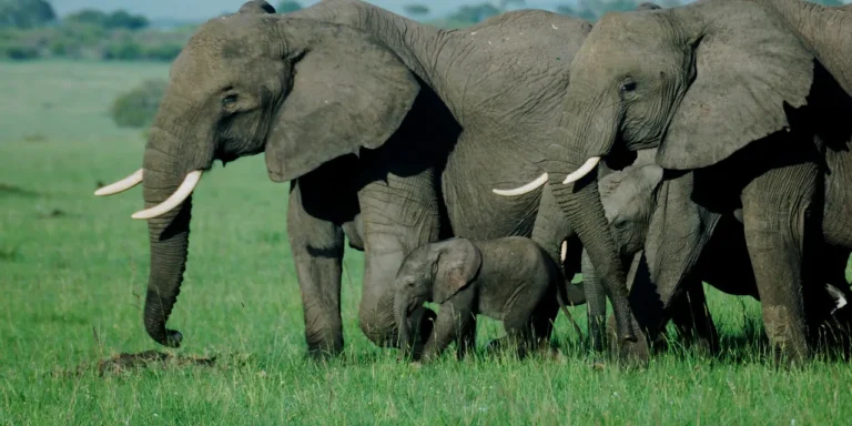 elephants-Masai-Mara