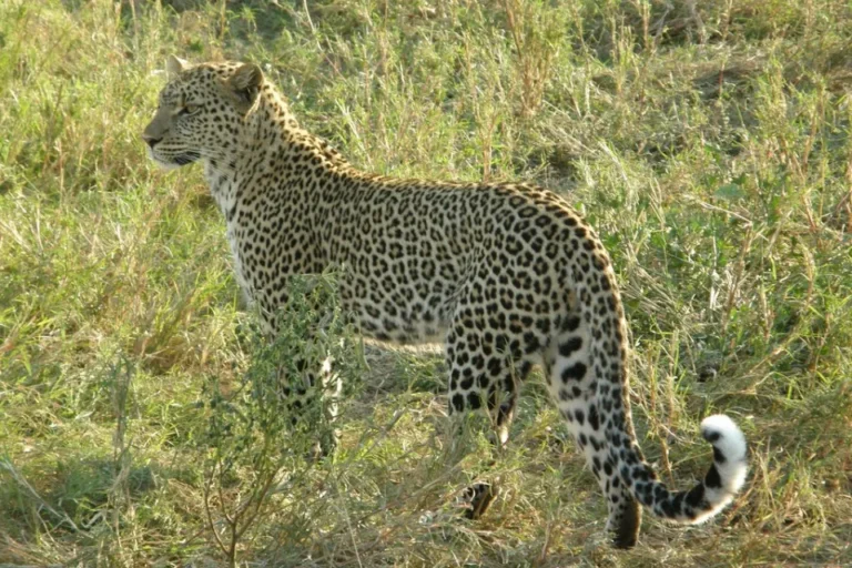 leopard_serengeti__large