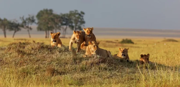 lion-pride-resting-sunset-masai-mara-kenya