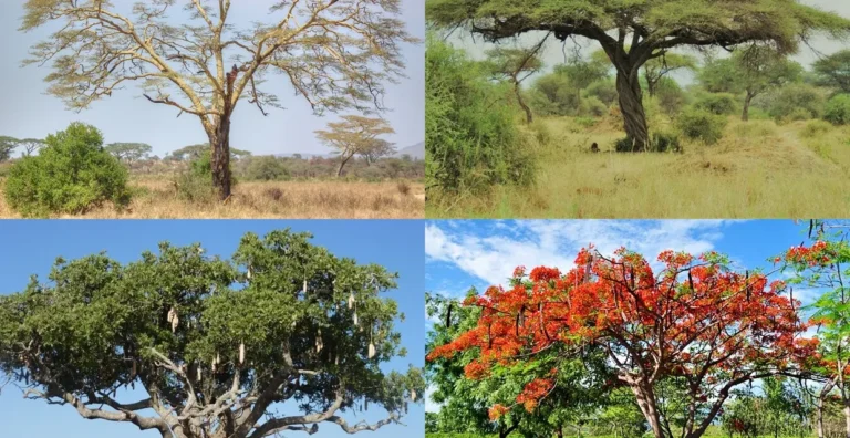 Yellow-Fever-Tree-in-Tanzania-Acacia_xanthophloea-tile