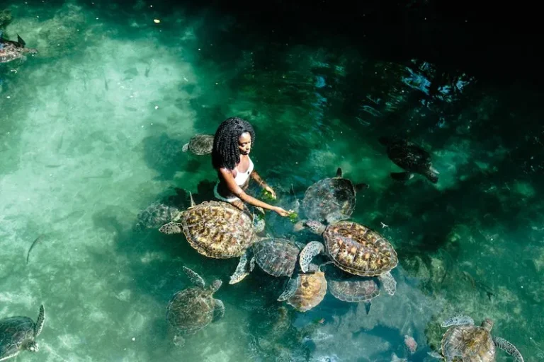 Swimming-with-Turtles