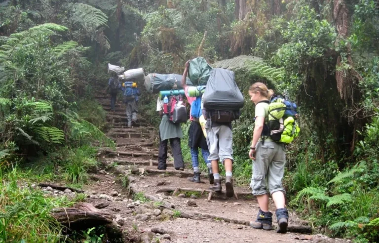 Kilimanjaro-forest-umbwe-route-e1497222322513